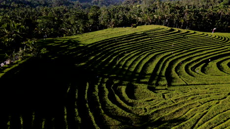 Drone-reveal-shot-of-beautiful-rice-field-in-striking-Bali-landscape