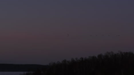 Aerial-view-of-birds-flying-in-the-evening-sky