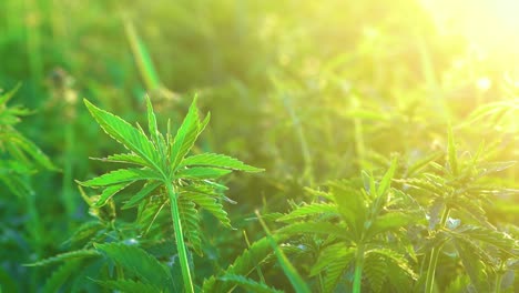 Green-Leaves-Of-Young-Cannabis-Plant-In-Sunlight-On-A-Farm---close-up