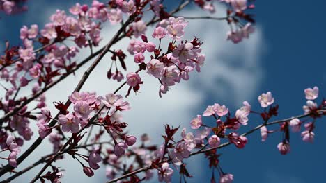 Cherry-tree-blossoms-against-blue-sky