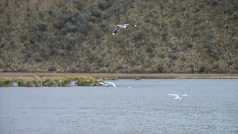 Ein-Paar-Vögel-Auf-Einem-Natürlichen-See-Im-Ecuadorianischen-Hochland