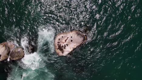 Drone-shot-flying-above-rock-with-seals-sleeping-on-it-in-50FPS