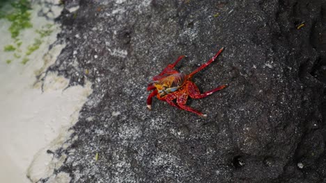 Kleine-Rote-Krabbe-Auf-Einem-Felsen