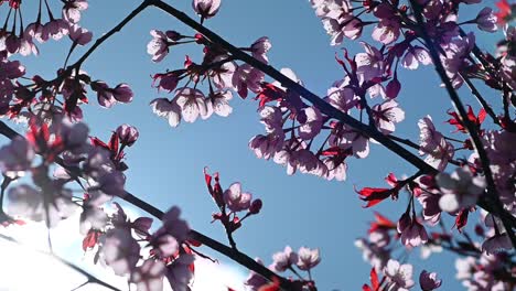 Zeitlupe-Von-Kirschbaumblüten
