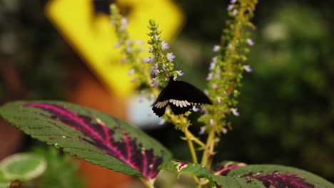 Majestic-black-color-butterfly-landing-on-blooming-flower,-close-up-view