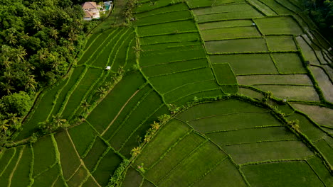 Terrazas-De-Arroz-De-Tegalalang-En-Ubud-Que-Revelan-árboles-De-Bosque-De-Matorrales-En-Una-Mañana-Brumosa-En-Bali,-Indonesia
