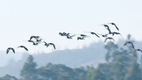 Vogelschwarm-Fliegt-Mit-Einem-Wald-Im-Hintergrund