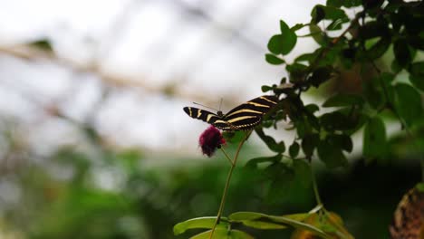 Colorful-black-and-yellow-butterfly-sitting-on-plant,-orbit-view