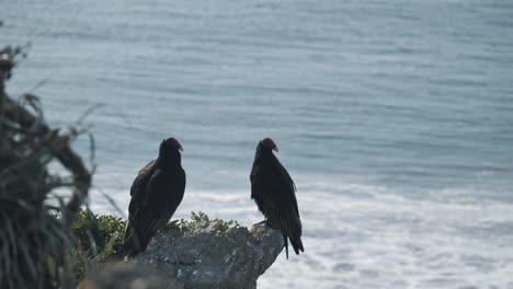 Zwei-Vögel,-Die-Den-Ozean-Beobachten