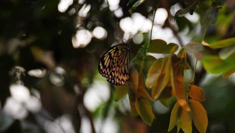 Colorful-butterfly-with-pattern-on-wings-sitting-on-leaf,-dolly-backward-view