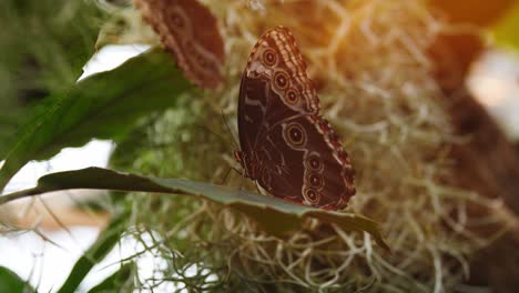 Majestätischer-Schmetterling,-Der-Auf-Einem-Blatt-Sitzt-Und-Von-Sonnenstrahlen-Erreicht-Wird,-Handheld-Ansicht
