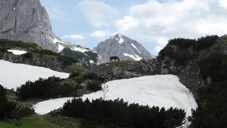 Horse-eating-grass-at-impressive-snowy-mountain-landscape-Montenegro