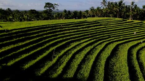 Sonnenlicht-Durch-Reisfelder-Im-Sommer-In-Bali,-Indonesien