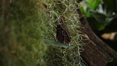 Majestuosa-Mariposa-Oscura-Sentada-En-Una-Planta-Cubierta-De-Musgo,-Vista-De-Mano-De-Cerca