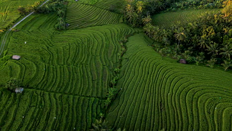 Green-Rice-Terraces-With-Paddy-Fields-On-Mountain-Near-Ubud-In-Tropical-Island-Of-Bali,-Indonesia