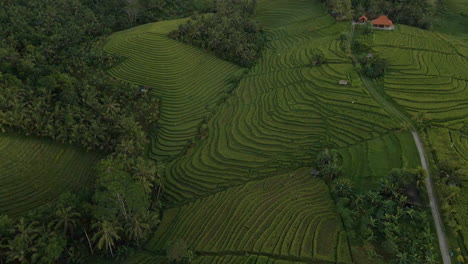 Panoramic-View-Of-Terraced-Rice-Fields-In-Bali,-Indonesia---aerial-drone-shot