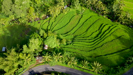 Top-Down-Of-Terraced-Rice-Fields-Near-Countryside-Village-In-Bali,-Indonesia---aerial-shot