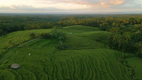 Bali-Reisterrassen-Mit-Jungen-Reispflanzen,-Die-Bei-Sonnenaufgang-In-Indonesien-Auf-Dem-Landschaftsfeld-Wachsen
