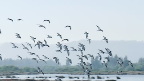 Big-flock-of-birds-flying-near-the-ground