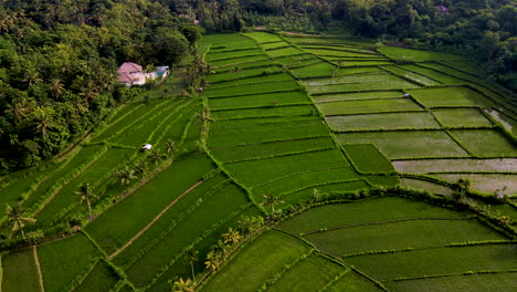 Vista-Aérea-De-Terrazas-De-Arroz-Rodeadas-De-Densos-Bosques-En-El-Oeste-De-Bali-En-Indonesia