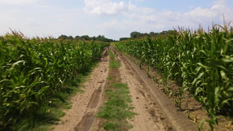 Muddy-agricultural-road-with-tire-tracks-separating-two-cornfields
