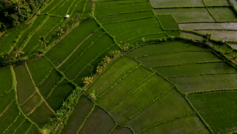 Vista-Panorámica-De-Las-Terrazas-De-Arroz-Con-Cultivos-Jóvenes-En-La-Colina-De-La-Montaña-En-El-Oeste-De-Bali,-Indonesia