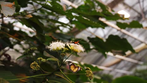 Bunter-Schmetterling,-Der-Nektar-Von-Der-Weißen-Blume-Genießt,-Dolly-Rückansicht