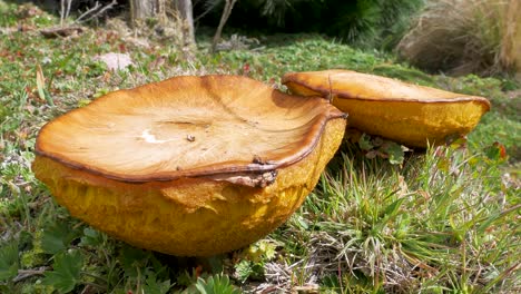 Gelbe-Pilze-An-Einem-Sonnigen-Tag-In-Den-Anden-In-Sudaamerika-Diese-Pilzart-Wächst-Nur-Im-Hochland