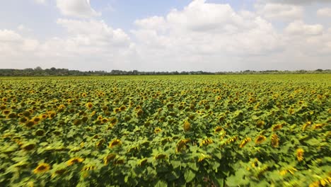 Aerial-view-of-blooming-sunflower-field