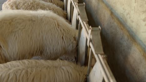 Side-shot-of-sheep-herd-eating-inside-modern-barn-building,-motion-shot