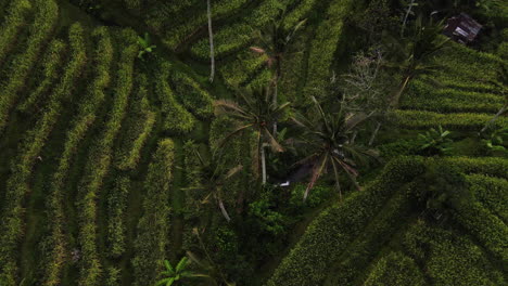 üppige-Grüne-Felder-Mit-Baumpalmen-Auf-Fließendem-Strom-Auf-Landschaft-Von-Nord-bali,-Indonesien
