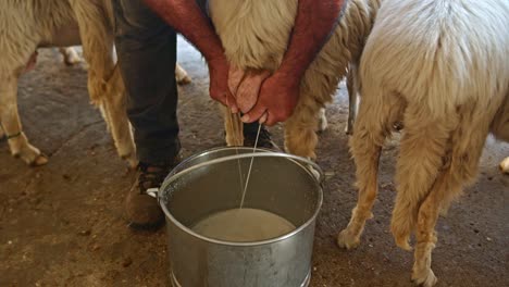Farmer-milking-sheep-and-gathering-fresh-raw-milk-into-steel-bucket