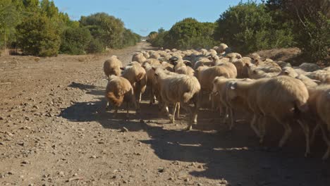 Massive-herd-of-sheep-walking-and-running-on-gravel-road,-motion-shot