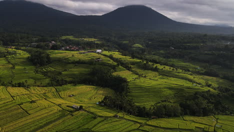 Rice-Fields-On-Terraced-Of-North-Bali,-Indonesia-At-Daytime---aerial-drone-shot
