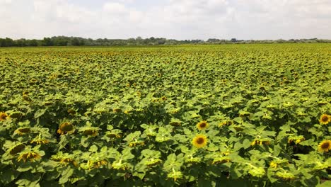 Aerial-orbit-shot-above-blossoming-sunflower-field