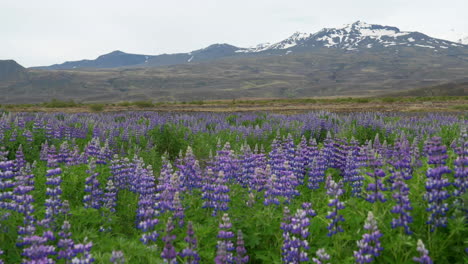 Un-Enorme-Campo-Natural-De-Lupino-Azul-Frente-A-Los-Picos-De-Las-Montañas-Cubiertas-De-Nieve