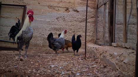 rooster-and-chickens-walking-in-the-backyard