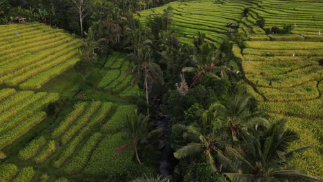 Palmenwald-Zwischen-Grünen-Reisterrassen-Auf-Der-Indonesischen-Insel-Bali