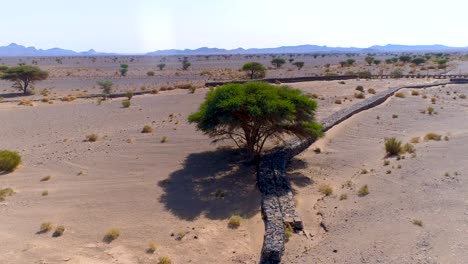 Ascending-drone-shot-of-abandoned-trees-in-dry-Merzouga-Desert-during-sunny-day,Morocco