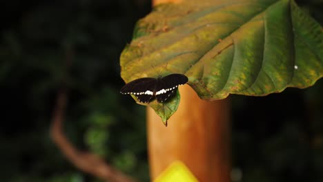 Black-color-butterfly-on-plant-leaf,-close-up-orbit-view