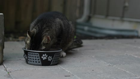 Gato-Comiendo-Comida-Afuera-Clip-2