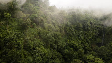 Exuberante-Bosque-Verde-En-Un-Día-De-Niebla-En-Bali,-Indonesia