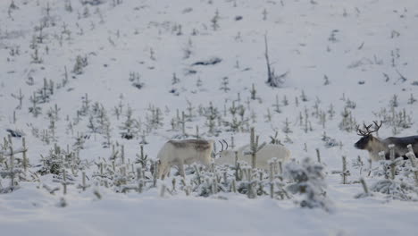 Herde-Von-Weißen-Und-Braunen-Rentieren-In-Einem-Schneebedeckten-Feld-In-Der-Arktischen-Region-Im-Winter