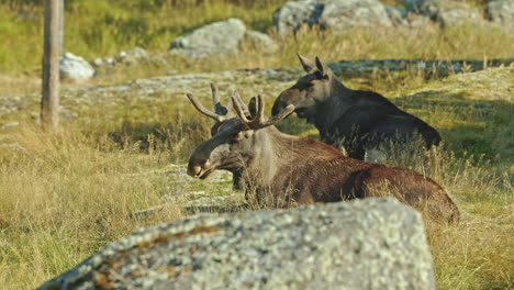 cow-and-bull-moose-resting-stilly-on-the-grass,-during-the-scandinavian-summer
