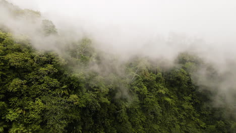 Aerial-view-of-Foggy-Rainforest-or-Tropical-Forest---Flight-over-Jungle-in-Bali,-Indonesia---drone-shot