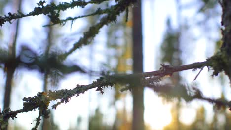 Slider-move-of-Tree-branch-with-lichen-moss-gently-swaying-during-sunset-in-a-Forest-in-Ruovesi,-Finland