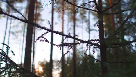 Cerca-De-La-Rama-De-Un-árbol-De-Coníferas-En-Un-Bosque-Que-Se-Balancea-Suavemente-En-Ruovesi,-Finlandia