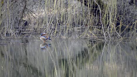 Colored-mandarin-duck-washing-itself-in-front-of-an-old-willow-on-a-park-lake