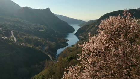 Flor-De-Sakura-Y-Tiro-Inclinado-Del-Valle-Del-Lago