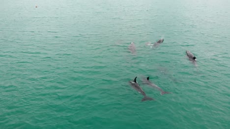 Aerial-drone-slowly-flying-over-a-school-of-wild-playful-dolphins,-close-together
